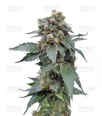 S.A.G.E 'n Sour regular (T.H. Seeds) Cannabis-Samen