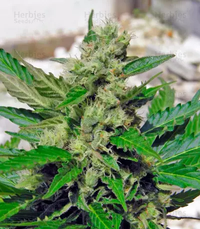 Speed Devil #2 Auto (Sweet Seeds) Cannabis-Samen