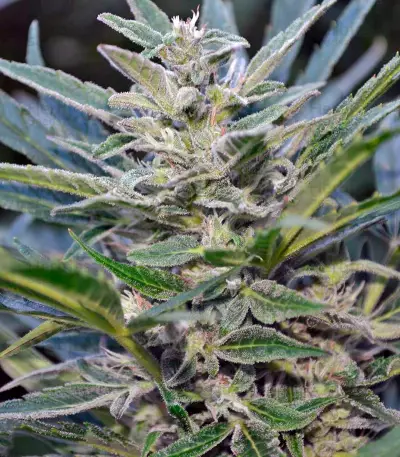 Think Big Auto (Dutch Passion) Cannabis-Samen