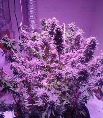 Auto White Widow x Big Bud (Female Seeds) Cannabis-Samen