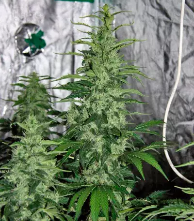 Chronic (Serious Seeds) Cannabis-Samen