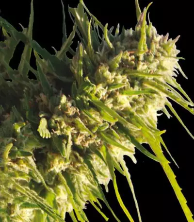 Critical Impact (Vision Seeds) Cannabis-Samen