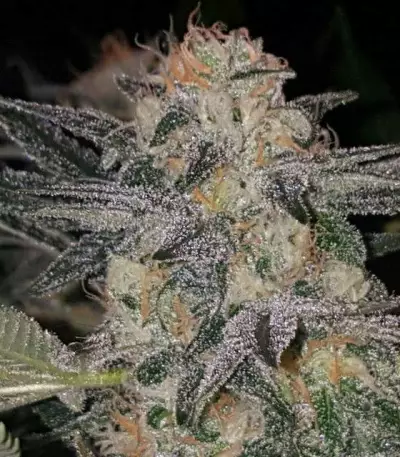 Crystal Queen (Vision Seeds) Cannabis-Samen