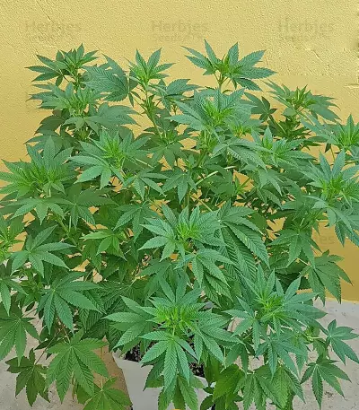 Grand Master Kush regular (Sumo Seeds) Cannabis-Samen