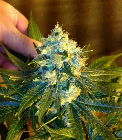 Jack Herer (Vision Seeds) Cannabis-Samen