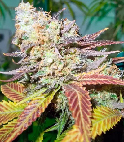 Lucid Bolt (Paradise Seeds) Cannabis-Samen