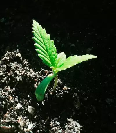 Northern Lights (Vision Seeds) Cannabis-Samen