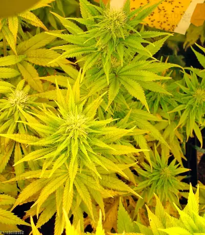 Psicodelicia (Sweet Seeds) Cannabis-Samen