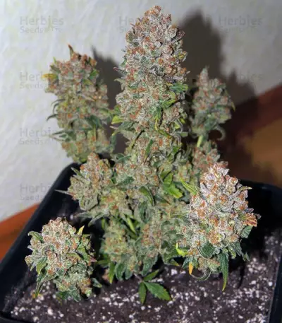 Rhino Ryder Auto (Fast Buds) Cannabis-Samen