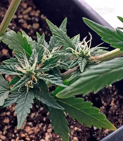 Roadrunner Autoflowering (Dinafem Seeds) Cannabis-Samen