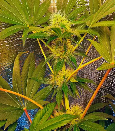 Blue Pyramid (Pyramid Seeds) Cannabis-Samen