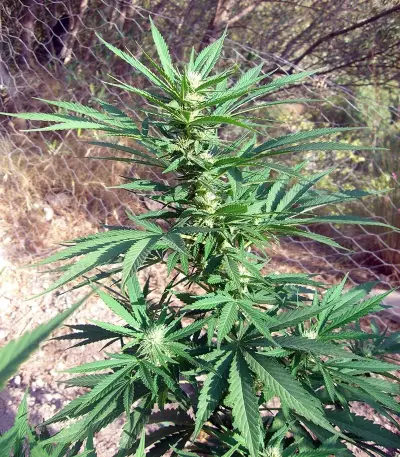 Channel + (Medical Seeds)