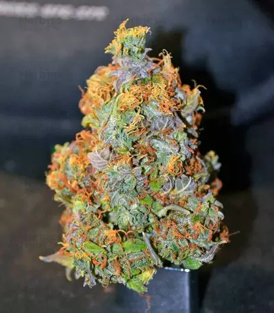 Cream Mandarine XL Auto (Sweet Seeds)