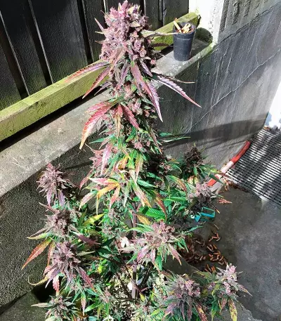 Dark Devil Auto (Sweet Seeds) Cannabis-Samen