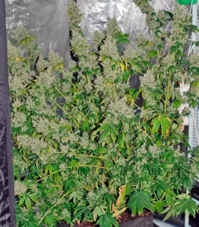 K-Train (GHS) Cannabis-Samen
