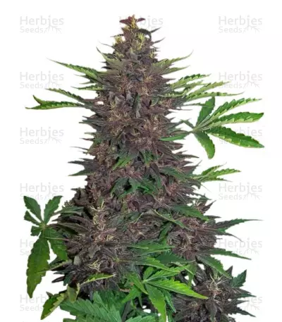 Buddha Purple Kush Auto (Buddha Seeds) Cannabis-Samen