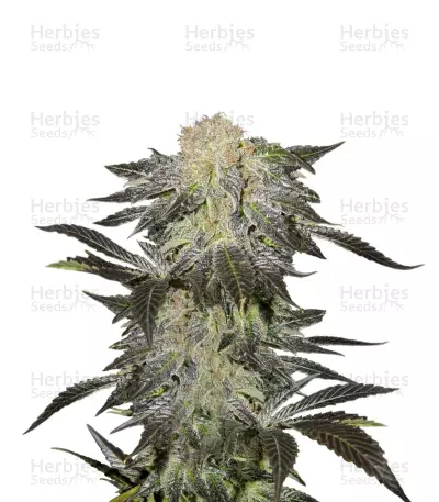 Mendocino Madness regular (T.H. Seeds) Cannabis-Samen