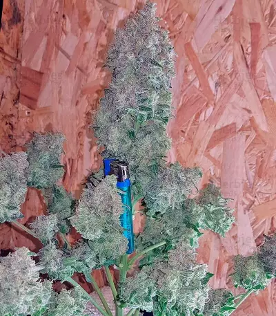 Sweet Trainwreck Auto (Sweet Seeds) Cannabis-Samen