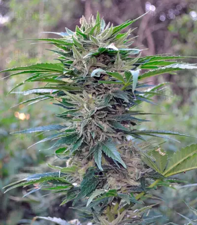 Think Big Auto (Dutch Passion) Cannabis-Samen
