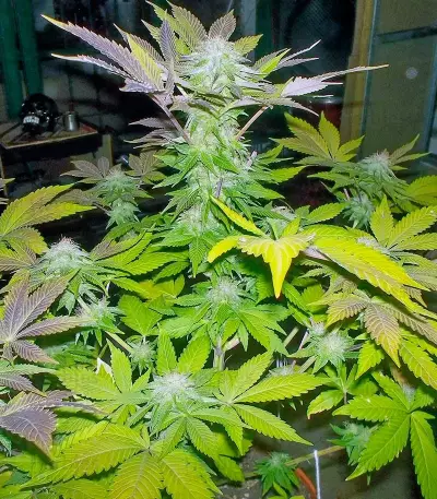 White Widow (Pyramid Seeds) Cannabis-Samen