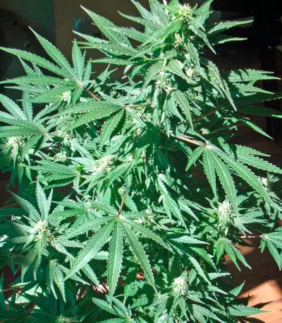 AK-47 regular (Serious Seeds) Cannabis-Samen