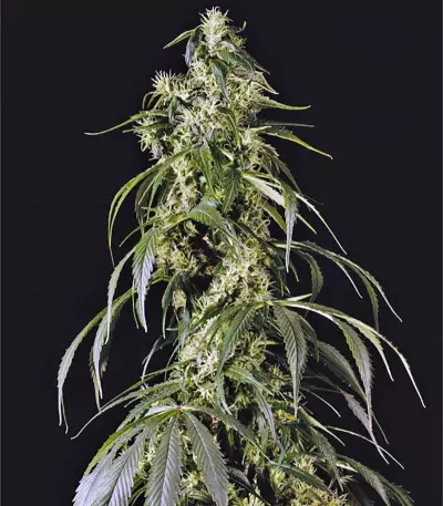 Arjan's Haze #1 strain