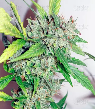 CBD Auto Compassion Lime (Dutch Passion) Cannabis-Samen