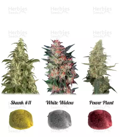 Colour Mix 3 (Dutch Passion) Cannabis-Samen