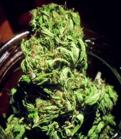Double Dutch regular (Serious Seeds) Cannabis-Samen