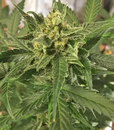 Green Crack Auto (Fast Buds) Cannabis-Samen