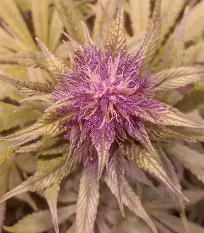 LSD-25 Auto feminisierte Samen