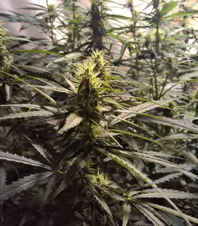 Lemon Kush (Female Seeds) Cannabis-Samen