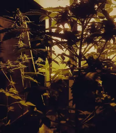 Lowryder Auto (Vision Seeds) Cannabis-Samen