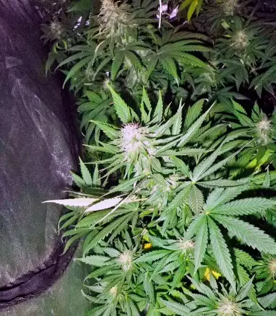 Magic Bud (Paradise Seeds) Cannabis-Samen
