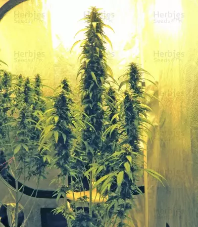 Royal Medic CBD (RQS) Cannabis-Samen