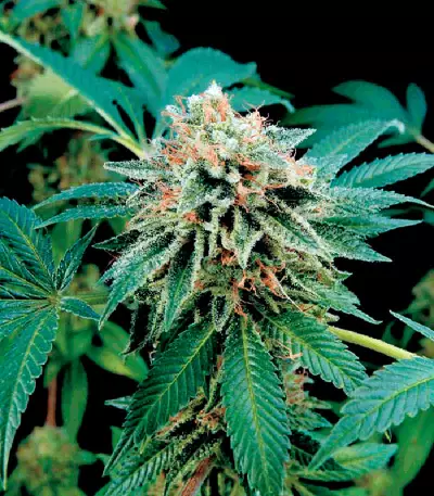 Shark Attack (Dinafem Seeds) Cannabis-Samen