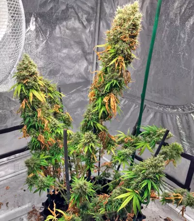 White Strawberry Skunk (Strain Hunters) Cannabis-Samen