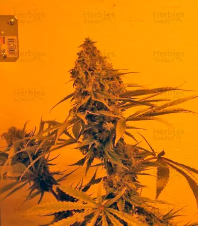 Yumbolt 47 (World of Seeds) Cannabis-Samen