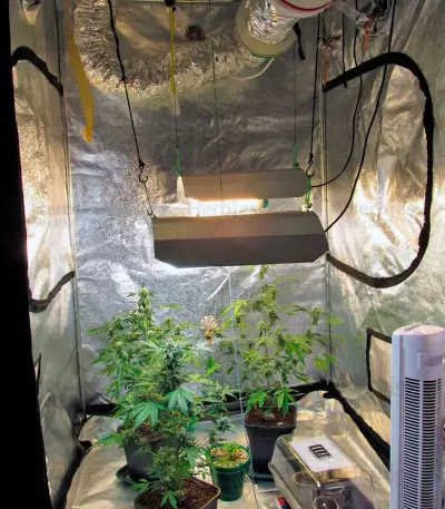 Big Devil Auto (Sweet Seeds) Cannabis-Samen