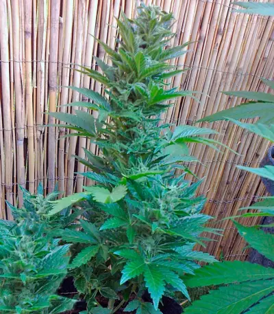 Malana Bomb Auto (Barney's Farm) Cannabis-Samen