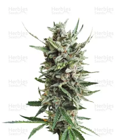Auto Critical Hog (T.H. Seeds) Cannabis-Samen