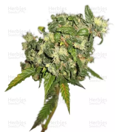 Biddy Early regular (Serious Seeds) Cannabis-Samen
