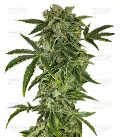 Haze Autoflowering (Dinafem Seeds) Cannabis-Samen