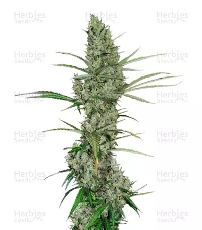 Heavy Duty Fruity regular (T.H. Seeds) Cannabis-Samen