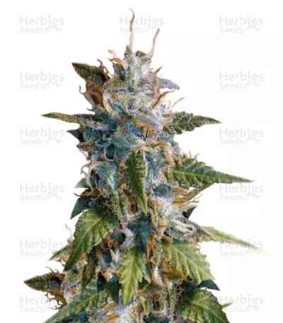 MkAge (T.H. Seeds) Cannabis-Samen