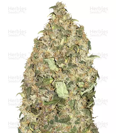 Peyote Cookies (Barney's Farm) Cannabis-Samen
