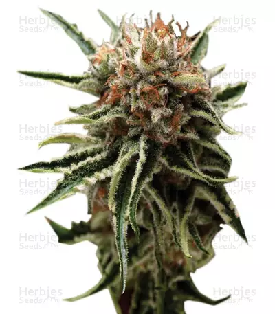 Shark (Pyramid Seeds) Cannabis-Samen