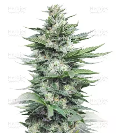Sour Diesel #2 regular (Humboldt Seeds) Cannabis-Samen