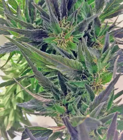 Easy Sativa (Female Seeds) Cannabis-Samen
