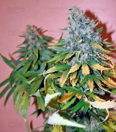 Sweet Tai (Sweet Seeds) Cannabis-Samen